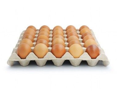 Organic clean technology chicken eggs