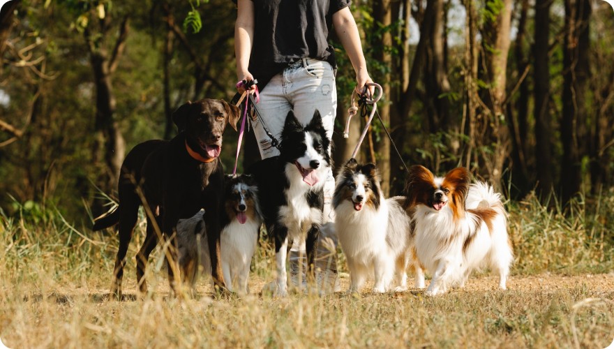 10 essential tips for keeping your pet healthy and happy